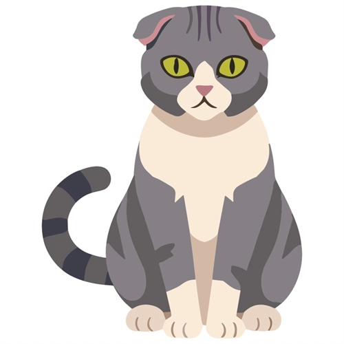 Cat Lovers Theme Scottish Fold Cat Transparent Sticker